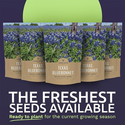 Bulk Texas Bluebonnet Wildflower Seeds - 5 Pounds - Over 80,000 Native Seeds - Texas State Flower!