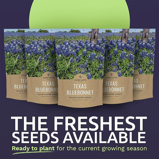 Bulk Texas Bluebonnet Wildflower Seeds - 5 Pounds - Over 80,000 Native Seeds - Texas State Flower!