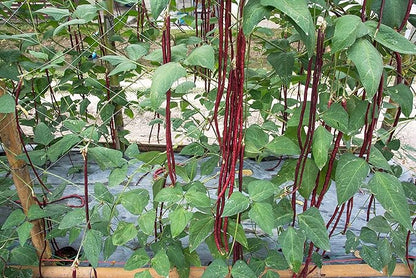 Purple Yard Long Bean Seeds 85+ Seeds, Asian Heirloom Yard Long Beans Seeds, Asparagus Beans Seeds, Phaseolus Vulgaris, Non GMO