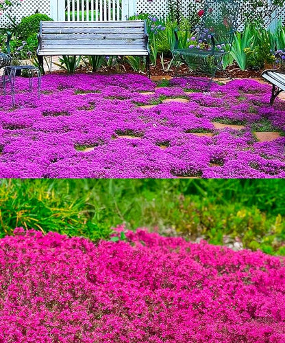 1500 Pink Mix Creeping Thyme Seeds for Planting, Ground Cover Plants