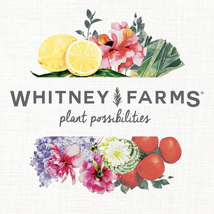 Whitney Farms Organic Potting Soil - Natural Indoor and Outdoor Container Mix for Vegetables, Herbs and Flowers, Feeds Plants up to 2 Months - 16 qt.