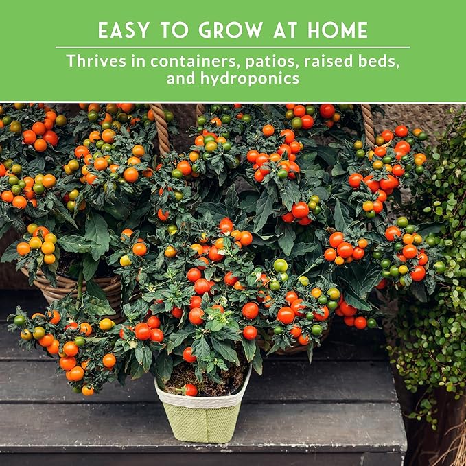 Cherry Tomato Seeds for Planting – 5 Variety Pack with Tiny Tim, Black Cherry, Yellow Pear, Large Red & Orange | Heirloom Non-GMO Patio & Container Tomatoes – Survival Garden Seeds