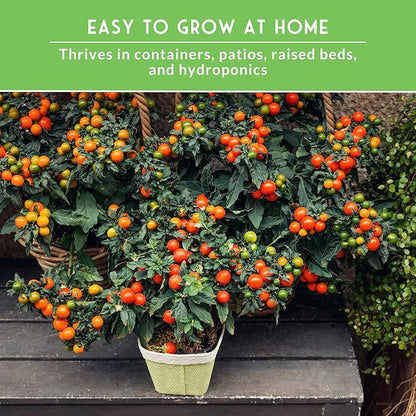 Cherry Tomato Seeds for Planting – 5 Variety Pack with Tiny Tim, Black Cherry, Yellow Pear, Large Red & Orange | Heirloom Non-GMO Patio & Container Tomatoes – Survival Garden Seeds
