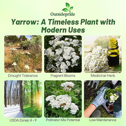 Outsidepride Achillea Millefolium Wild White Yarrow Seeds - 1 Lb. Perennial Flower Seeds, Drought Resistant, Low Maintenance & Easy Planting for Beautiful Garden & Fireflies Attraction
