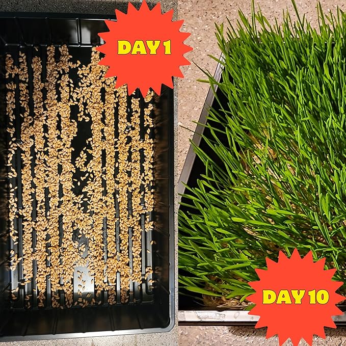 Healthy Greens Wheatgrass Scratch Feed & Fodder Seed, 1lb Bag. Premium Wheat Berries, Non-GMO Wheatgrass for Backyard Chickens, Plant Indoors/Outdoors. Also Ideal for Cats, Dogs w/Chick Fresh (2 Bags)