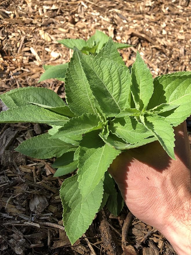 Plant Good Seed Clove/Van Holy Basil Seeds for Planting: Vana Tulsi Tea, Emerald Green Leaves - 200 Seed Packet