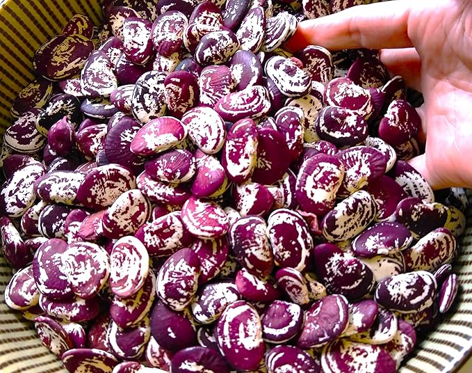 TomorrowSeeds - Christmas Lima Bean (Pole) Seeds - 60+ Count - for 2026 Planting Red Speckled Large Pods Heat Tolerant Chestnut Calico Cranberry Butter Green Vegetable Grow Your Own Home Farm Patio