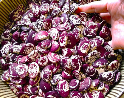 TomorrowSeeds - Christmas Lima Bean (Pole) Seeds - 60+ Count - for 2026 Planting Red Speckled Large Pods Heat Tolerant Chestnut Calico Cranberry Butter Green Vegetable Grow Your Own Home Farm Patio