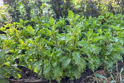 Plant Good Seed Organic Mrihani Basil Seeds for Planting, Culinary Herb, Green Purple Leaves - 250 Seed Packet