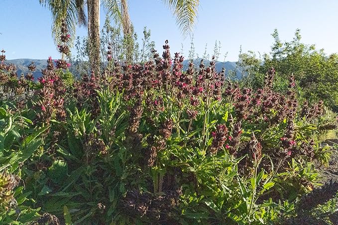 Plant Good Seed Organic Hummingbird Sage Seeds for Planting: California Native, Pink Fuchsia Flowers - 10 Seed Packet