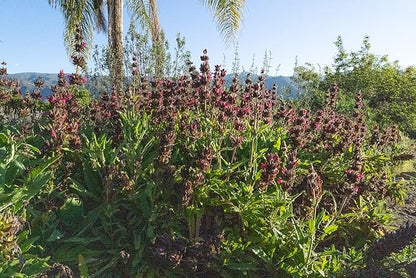 Plant Good Seed Organic Hummingbird Sage Seeds for Planting: California Native, Pink Fuchsia Flowers - 10 Seed Packet
