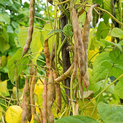 Organic Pinto Bean Seeds - USDA Organic, Non-GMO, Open Pollinated, Heirloom, USA Origin (5 Packets - 100 Grams - Approx 180 Seeds)