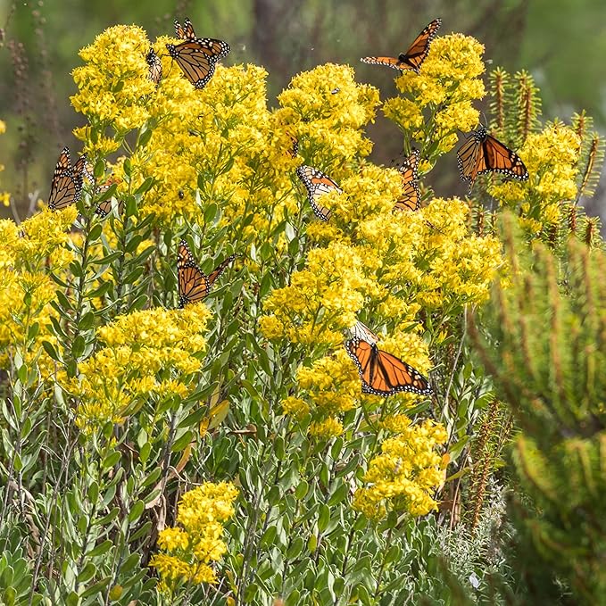 Goldenrod Showy 1000 Seeds (Solidago speciosa) Heirloom - Open Pollinated