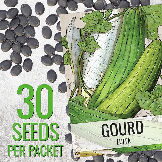 Seed Needs Luffa Seeds for Planting Loofah Sponge Gourds - Non-GMO Heirloom & Untreated Veggie Seed to Plant a Home Grown Outdoor Vegetable Garden (10 Packs)