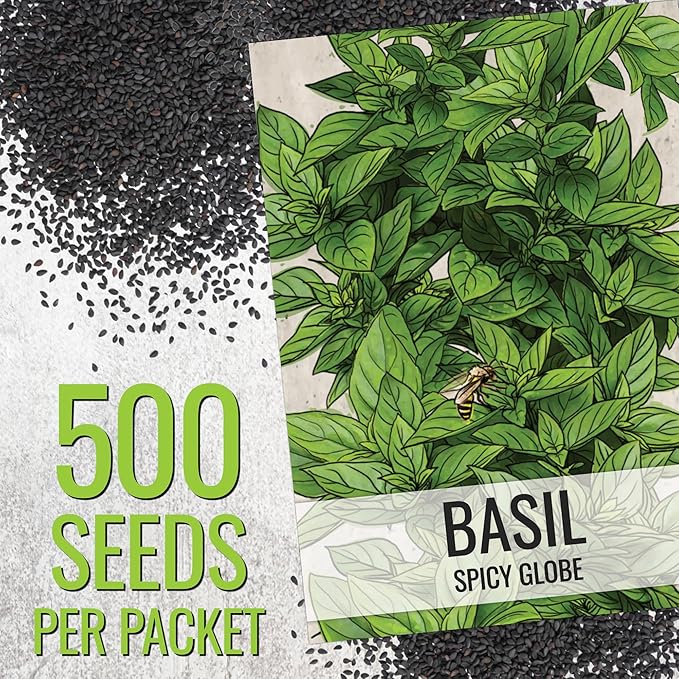 Seed Needs Spicy Globe Basil/Thai Basil Seeds for Planting Fresh Kitchen Herbs - Non-GMO Heirloom & Untreated Annual Herb Seed to Plant a Culinary Garden Indoors or Outdoors