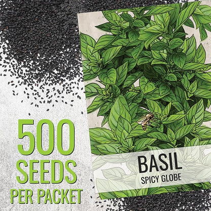 Seed Needs Spicy Globe Basil/Thai Basil Seeds for Planting Fresh Kitchen Herbs - Non-GMO Heirloom & Untreated Annual Herb Seed to Plant a Culinary Garden Indoors or Outdoors