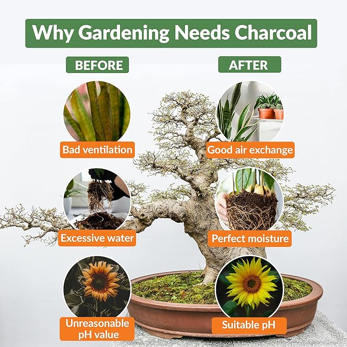 Old Potters Premium Horticultural Charcoal Chips, Natural Soil Amendment for Areation and Healthy Microbe and Plant Growth. (24 Quarts)