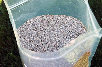 Creeping Red Fine Fescue Seed by Eretz (5lb) - Choose Size! Willamette Valley Oregon Grown, No Fillers, No Weed or Other Crop Seeds, Premium Shade Grass Seed.