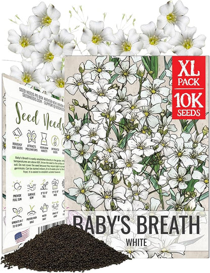 Seed Needs White Baby's Breath Seeds for Planting - Heirloom & Open Pollinated Annual Flowers - Perfect for a Butterfly Garden, Bouquets & Floral Arrangements (XL Packs)