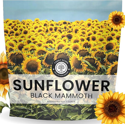 Black Mammoth Sunflower - Large 1 Ounce Packet - 250 Flower Seeds for Planting - Helianthus annuus