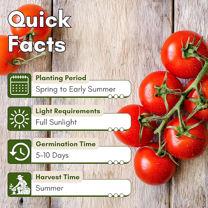 Large Red Cherry Tomato Seeds for Planting – Heirloom, Non-GMO Cherry Tomatoes, Sweet & Juicy Flavor, High Yield for Home Gardens | Woods Creek Seeds