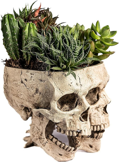 Kobi & Knight Skull Planter Pot for Indoor Plants - Skull Flower Pot in Gift Box - Gothic Planter Pot for Succulents, Brain Cactus Plants - Double Skull Planters for Halloween, Goth Home Decor