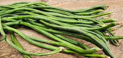 Yard Long Bean Seeds 85+ Seeds, Asian Heirloom Yard Long Beans Seeds, Asparagus Beans Seeds, Phaseolus Vulgaris, Non GMO