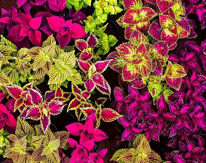 100 pcs Coleus Rainbow Mix Seeds for Planting - Beautiful Flowers - Indoors or Outdoors - Non-GMO Heirloom Seeds