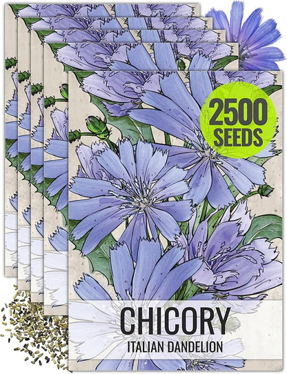 Seed Needs Chicory Seeds for Planting Cichorium intybus - Heirloom & Open Pollinated Wildflowers to Grow a Butterfly Garden That Attracts Butterflies, Bees & Other Pollinators (5 Packs)