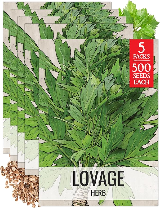 Seed Needs Lovage Seeds for Planting - Non-GMO Heirloom & Untreated Herbs to Plant a Medicinal/Culinary Home Grown Herb Garden Indoors or Outdoors (5 Packs)