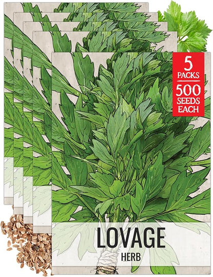 Seed Needs Lovage Seeds for Planting - Non-GMO Heirloom & Untreated Herbs to Plant a Medicinal/Culinary Home Grown Herb Garden Indoors or Outdoors (5 Packs)