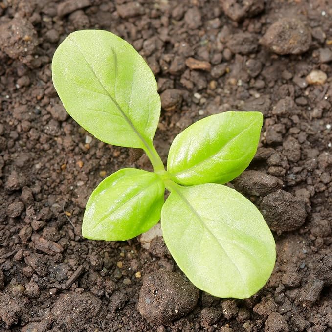 Seed Needs Spicy Globe Basil/Thai Basil Seeds for Planting Fresh Kitchen Herbs - Non-GMO Heirloom & Untreated Annual Herb Seed to Plant a Culinary Garden Indoors or Outdoors