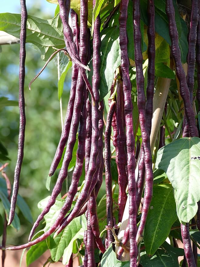 Purple Yard Long Bean Seeds 85+ Seeds, Asian Heirloom Yard Long Beans Seeds, Asparagus Beans Seeds, Phaseolus Vulgaris, Non GMO