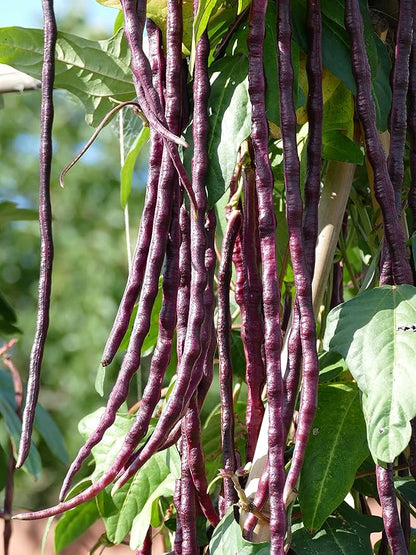 Purple Yard Long Bean Seeds 85+ Seeds, Asian Heirloom Yard Long Beans Seeds, Asparagus Beans Seeds, Phaseolus Vulgaris, Non GMO