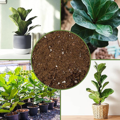 Soil Sunrise Premium Fiddle Leaf Fig Tree Soil (12 Quarts) - Expert Formula for Vibrant Growth - Nutrient-Rich Potting Mix,Specifically Designed for Healthy Indoor,Outdoor,& Potted Fiddle Fig Plants