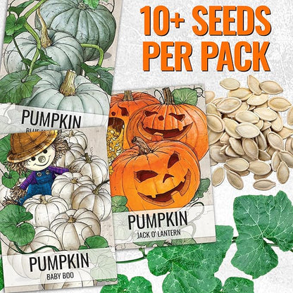 Seed Needs Pumpkin Seeds for Planting a Collection of Non-GMO Heirloom & Untreated Cucurbitas - Blue Jarrahdale, Casper White, Jack Be Little, Baby Boo, Fairytale & Jack O Lantern