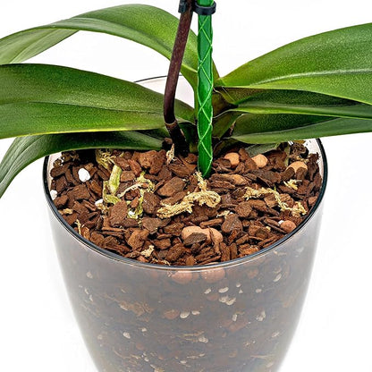 Organic Premium Orchid Soil Mix by Gardenera - Hand Mixed Classic Sphagnum Moss Potting Soil Mix - for Phalaenopsis Orchid - 2 Quart - Made in USA