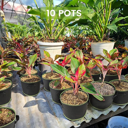 Grow Bags 10Pcs Heavy Duty 300G Fabric Pots for Plants,Thickened Nonwoven Garden Bags to Grow Vegetables,Large Nursery Pots,Tomato Grow Bags with Handles, Green Line Border (10 Gallons)