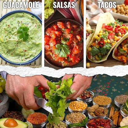 Seed Needs Cilantro Seeds for Planting Coriander Kitchen Herbs - Non-GMO Heirloom & Untreated - Grow a Home Grown Herb Garden Indoors or Outdoors (10 Packs)