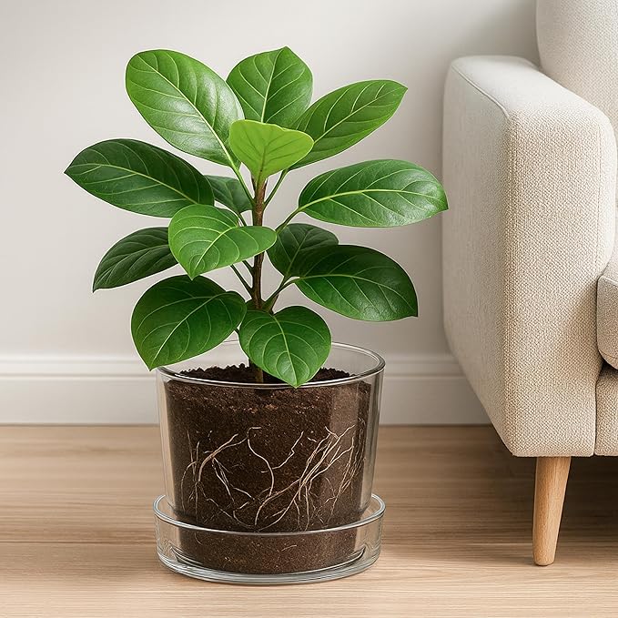 Phoenix Vine 10 Inch 12 Inch Clear Acrylic Houseplants Planter Pot with Tray, Orchid Pot with Drainage Holes, Deep Saucer for Bottom Watering, Transparent Containers for Indoor Plants, Herbs, 91-B-Z