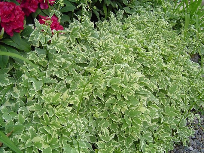 Heirloom 25 Snow on The Mountain Bishop's Gout Plant Seeds - Bishop's Weed