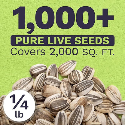 Mammoth Grey Stripe Sunflower Seeds for Planting – Bulk Quarter Pound Bag – Over 1,000 Open Pollinated Non-GMO Seeds – Helianthus annus