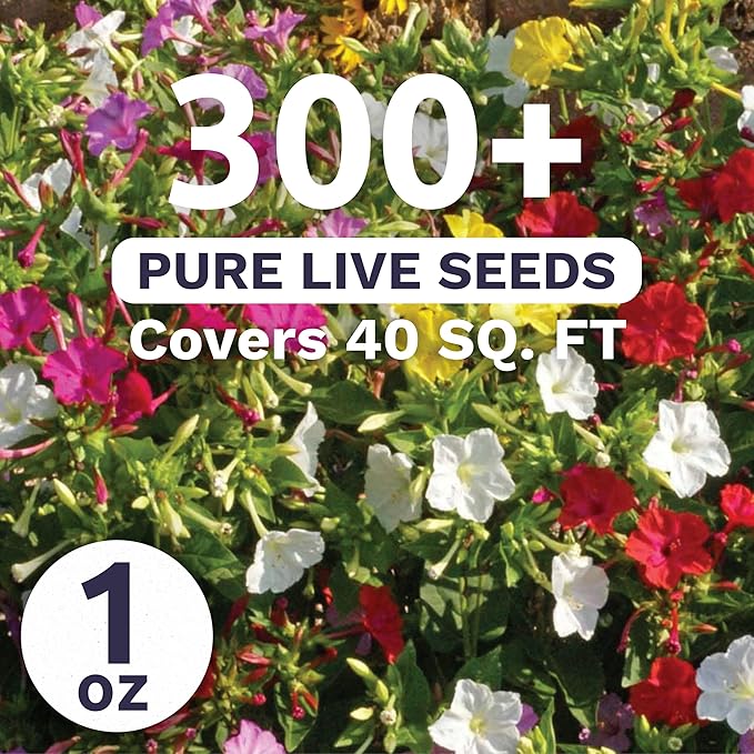 Four O'Clock Mixed Colors Blend - Large 1 Ounce Packet - 300 Flower Seeds for Planting - Mirabilis Jalapa