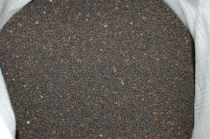 Hairy Vetch Legume Seed by Eretz (25lb) - Choose Size! Willamette Valley, Oregon Grown, Non-GMO, No Fillers, No Coatings, No Weed Seeds.