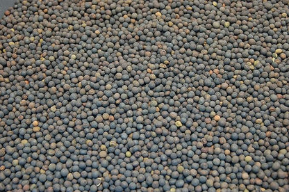 Hairy Vetch Legume Seed by Eretz (10lb) - Choose Size! Willamette Valley, Oregon Grown, Non-GMO, No Fillers, No Coatings, No Weed Seeds.