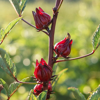 Plant Good Seed Organic Hibiscus sabdariffa/Jamaica/Red Roselle Seeds for Planting: Culinary and Tea Herb, Red Fleshy Calyces - 30 Seed Packet