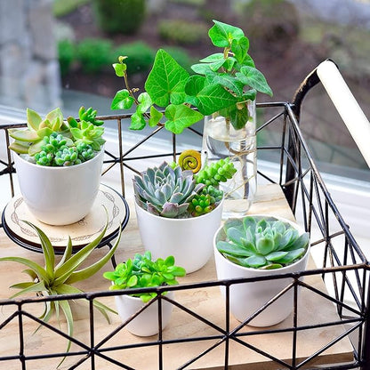 Youngever 10 Pack 3 Inch Mini Plastic Planters Indoor Flower Plant Pots, White Gardening Pot with Drainage for All House Plants, Flowers, Herbs, Succulents, NO Plant Included (Modern)