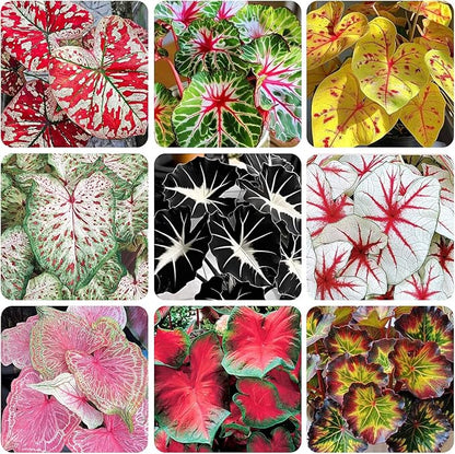 200Pcs Mix Caladium Seeds for Planting for Planting-Non-GMO Heirloom Plant Seeds Garden Outdoor