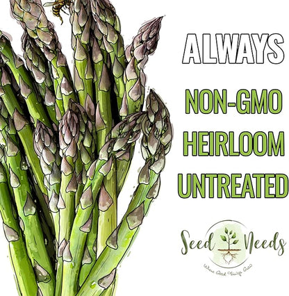 Seed Needs Asparagus Seeds for Planting Mary Washington Asparagus - Non-GMO Heirloom & Untreated Perennial Vegetable Seed to Plant an Outdoor Home Grown Garden (1 Pack)