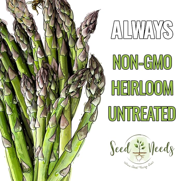 Seed Needs Asparagus Seeds for Planting Mary Washington Asparagus - Non-GMO Heirloom & Untreated Perennial Vegetable Seed to Plant an Outdoor Home Grown Garden (5 Packs)